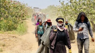 Bu yıl rekoltenin düşük olduğu Şanlıurfa’da fıstık üreticileri baklavacılardan fedakarlık