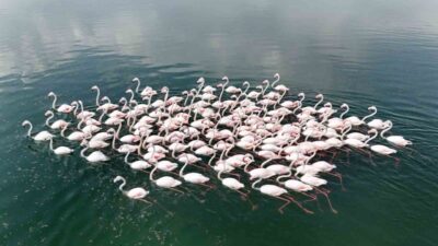 Bitlis’in Adilcevaz ilçesine bağlı Akçıra ve Yarımada köylerinin Van Gölü