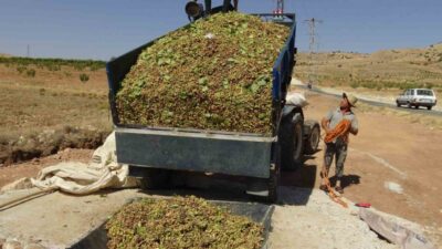 Batman’ın Gercüş ilçesinde çiftçilerin gözde ürünü haline gelen fıstık hasadı