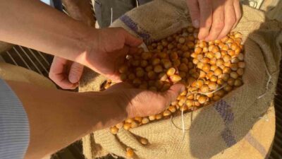 Giresun’da fındık hasadının sonuna yaklaşılırken, serbest piyasada fiyatlar 265 ila