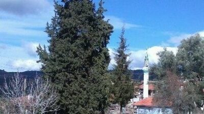 Muğla’nın Menteşe ilçesine bağlı Göktepe Mahallesi’nde vatandaşlar üç asırlık ağacın