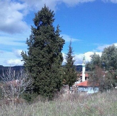 Muğla’nın Menteşe ilçesine bağlı Göktepe Mahallesi’nde vatandaşlar üç asırlık ağacın