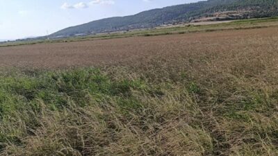Balıkesir’in Gönen ilçesinde çeltik üreticileri büyük bir sulama kriziyle karşı