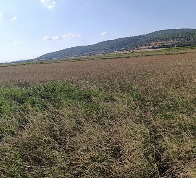 Gönen’de sulama krizi: Çiftçi saatlik suya mahkum Balıkesir’in Gönen ilçesinde çeltik üreticileri büyük bir sulama kriziyle karşı