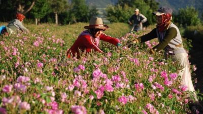 Gül, Gülyağı ve Yağlı Tohumlar Tarım Satış Kooperatifleri Birliği (Gülbirlik)