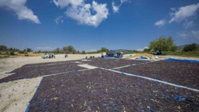 Mersin Büyükşehir Belediyesinin, Gülnar ilçesine ait ‘Gülnar Kuş Üzümü’nün Coğrafi