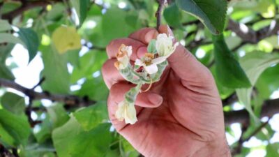 Gümüşhane’de sonbaharın ortasında çiçek açan bir elma ağacı görenleri şaşkına