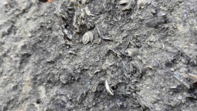 Gümüşhane’nin merkeze bağlı Tekke Beldesi Kermutdere mevkiinde ortaya çıkan deniz