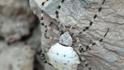 Hakkari’de dünyanın en zehirli örümceklerinden birisi olan ‘argiope lobata’ türü