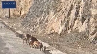 HAKKARİ (İHA) – Hakkari’deki Seyir Tepesi karşısında yavruları ile birlikte