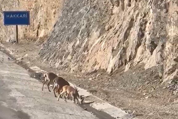 Hakkari’de su içen dağ keçileri görüntülendi HAKKARİ (İHA) – Hakkari’deki Seyir Tepesi karşısında yavruları ile birlikte