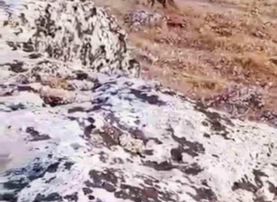 Halfeti’de nesli tükenme tehlikesi altında olan çizgili sırtlan görüldü Şanlıurfa’nın Halfeti ilçesinde, nesli tükenme tehlikesiyle karşı karşıya olan çizgili