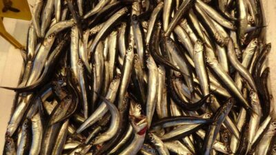 Yıllar sonra ilk kez bu sezon hamsi tezgahlarda yerini erken