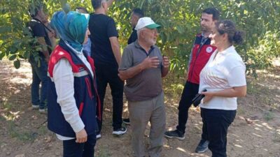 Ceviziyle meşhur Afyonkarahisar’ın Dinar ilçesine bağlı Yapağlı köyünde hasat öncesinde