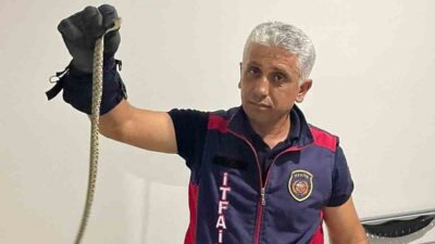 Hatay’da 2 farklı eve giren yılanlar itfaiye ekipleri tarafından yakalandı.