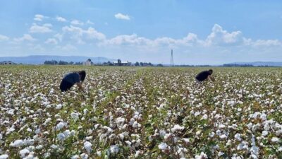 Hatay Tarım Orman Müdürlüğü ekipleri, sertifikalı tohumluk üretimi yapılan pamuk