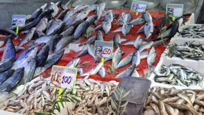 Av sezonunun bereketli başlamasıyla Samsun’da balık tezgâhları şenlendi. Hamsinin bol