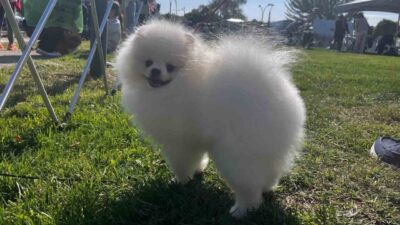 Ankara’da Köpek Irkları ve Kinoloji Federasyonu (KIF) ve Gölbaşı Belediyesi