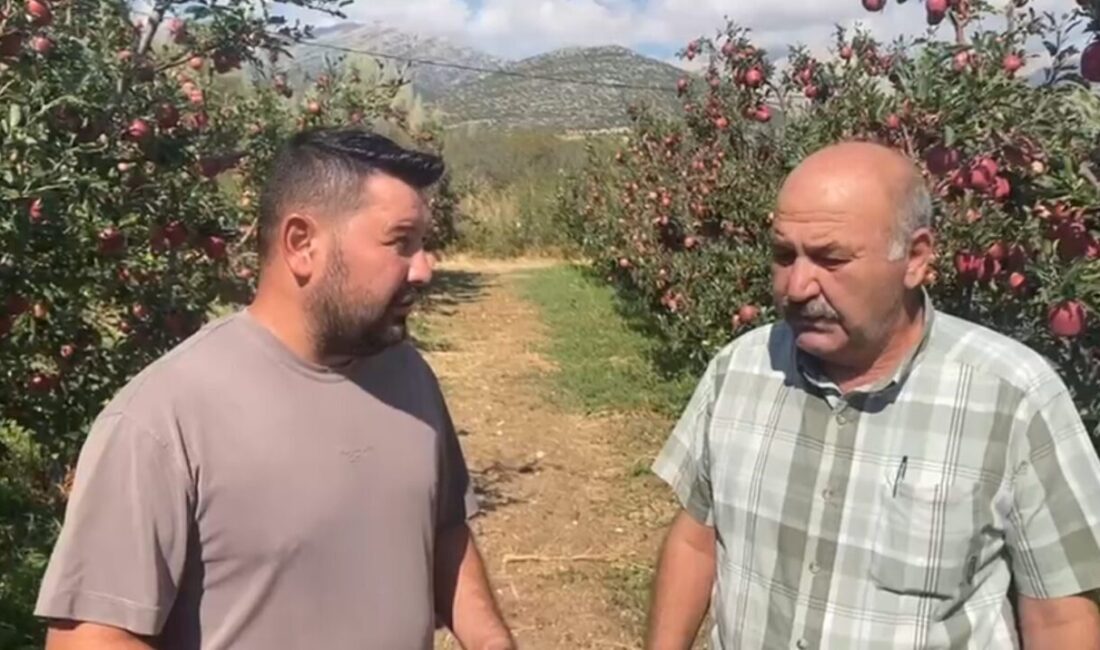 Isparta’da etkili olan dolu yağışı, elma üreticilerini vurdu. Yırtılan filelerin
