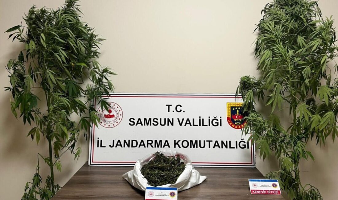 Jandarma 3 kilo 237 gram esrar ele geçirdi Samsun’da jandarma tarafından düzenlenen uyuşturucu operasyonunda 3 kilo 237 gram