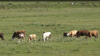 Ardahan’da karayollarında başıboş dolaşan büyükbaş hayvanlar, sürücülerin korkulu rüyası haline