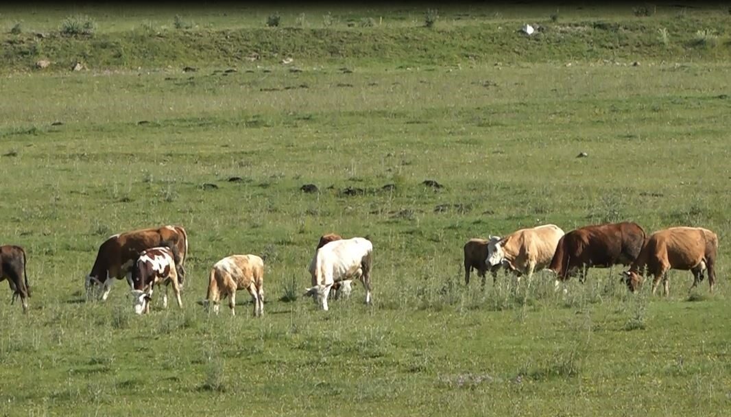 Ardahan’da karayollarında başıboş dolaşan büyükbaş hayvanlar, sürücülerin korkulu rüyası haline