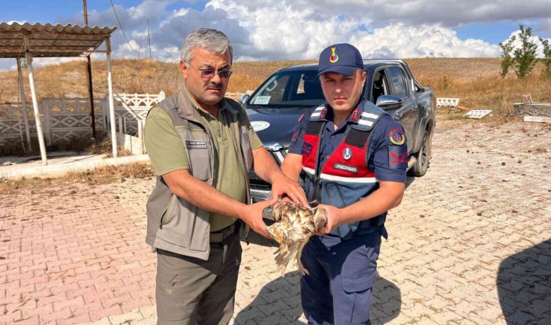 Jandarma’nın dikkati yardıma muhtaç olan şahini kurtardı Çorum’un Alaca ilçesinde jandarma devriye ekiplerinin yol kenarında bitkin halde