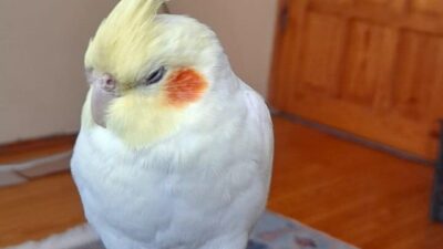 Samsun’da bir vatandaş, evden kaçan sultan papağanı Paşa’yı bulana ödül