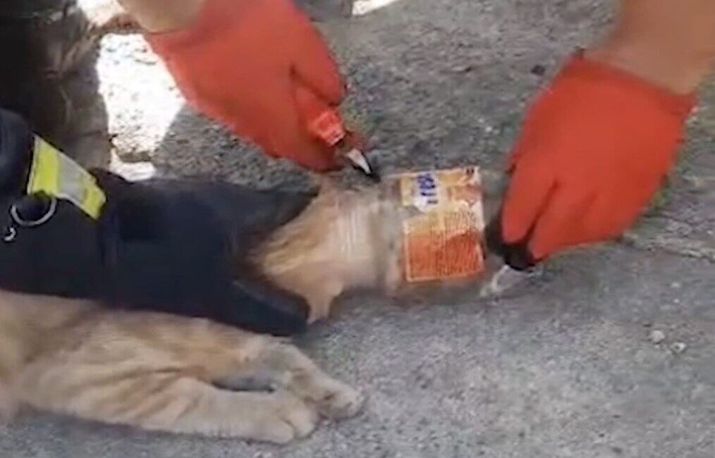 Kırıkkale’de kafası plastik kavanoza sıkışan kedi itfaiye ekipleri tarafından kurtarıldı.