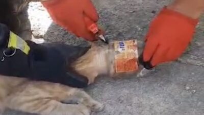 Kırıkkale’de kafası plastik kavanoza sıkışan kedi itfaiye ekipleri tarafından kurtarıldı.