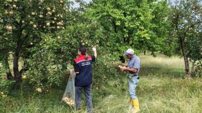 2025 yılı Hasat Öncesi Pestisit Denetimi ve Entegre ve Kontrollü
