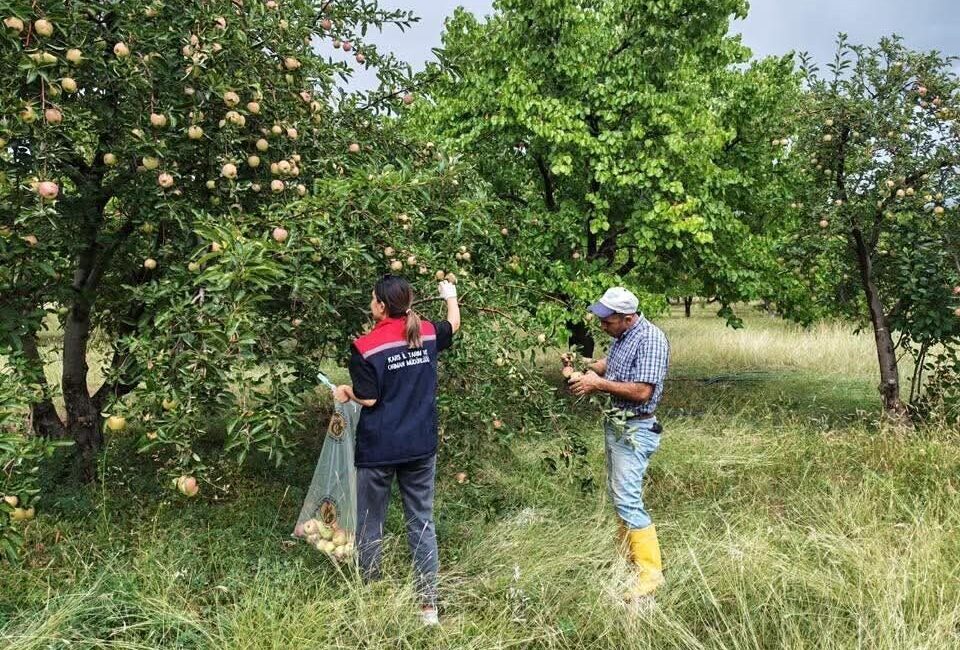 2025 yılı Hasat Öncesi Pestisit Denetimi ve Entegre ve Kontrollü