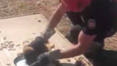 Kahramanmaraş’ta sulama kanalına düşerek mahsur kalan yavru köpek itfaiye tarafından