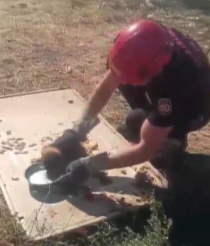 Kahramanmaraş’ta sulama kanalına düşerek mahsur kalan yavru köpek itfaiye tarafından