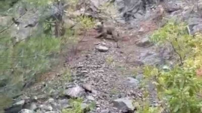 Karabük’te koşan ayı ile dağa tırmanan yavru ayı cep telefonu