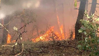 Karabük’ün Ovacık ilçesinde çıkan örtü yangını rüzgarin etkisi ile ormanlık