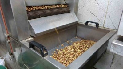 Fındık üreticileri, bu yıl hem kuraklık hem de böcek zararı