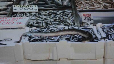 Sinop’ta avlanan yaklaşık 1,5 metre uzunluğundaki yılan balığı (aker) görenleri