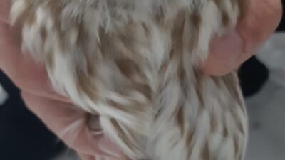 Konya’nın Karapınar ilçesinde, kukumav (Athene noctua) cinsi bir baykuş duyarlı