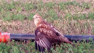 Konya’nın Karapınar ilçesinde bir vatandaş tarafından tarlada bulunduktan sonra yetkililere