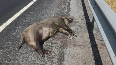 Kars’ta aracın çarptığı domuz telef oldu, domuza çarpan aracın parçaları