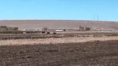 Kars’ta mısır tarlaları yaban domuzlarının istilasına uğradı. Sürüler halinde mısır