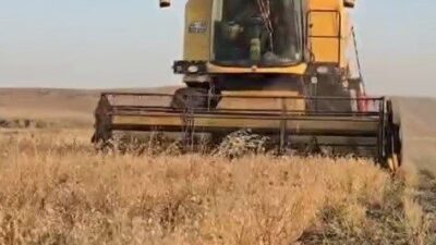 Kars’ta nohut hasadı başladı. Baharda ekimi gerçekleştirilen nohut, dekar başına