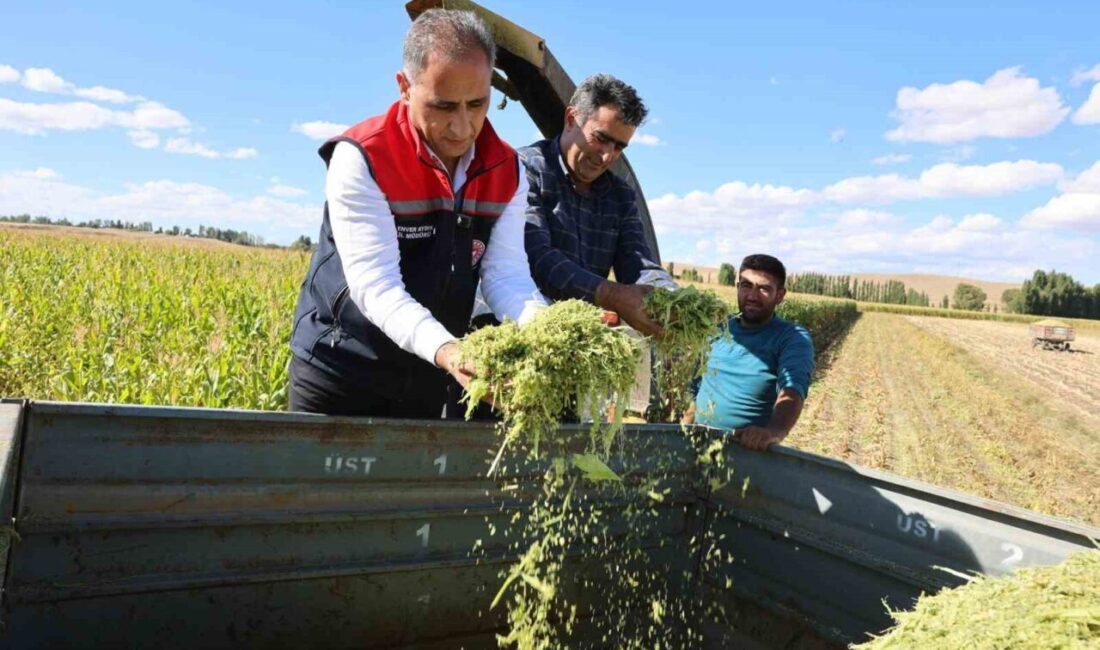 Kars’ta silajlık mısır hasadı Kars’ta silajlık mısır hasadı yapıldı. Hasadı yapılan mısırda yüzde 75