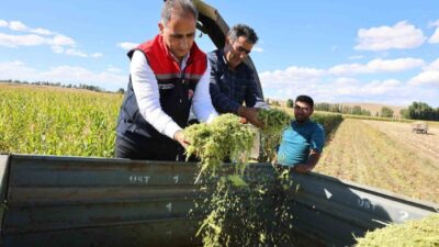 Kars’ta silajlık mısır hasadı yapıldı. Hasadı yapılan mısırda yüzde 75