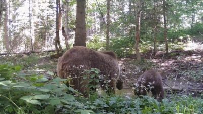 Kastamonu’da ormanlık alanda anne ayı ve yavrusu, su içerken fotokapana