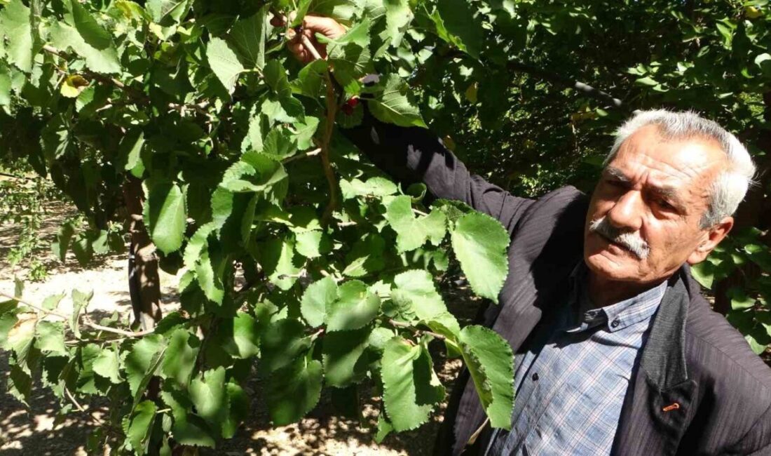 Malatya’nın Yeşilyurt ilçesine bağlı Dilek Mahallesi’nde 7 dönüm arazide karadut