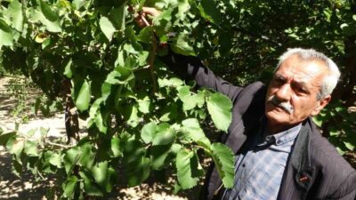 Malatya’nın Yeşilyurt ilçesine bağlı Dilek Mahallesi’nde 7 dönüm arazide karadut