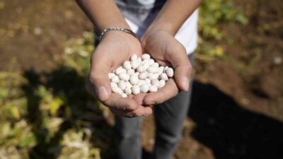 Gümüşhane’nin Kelkit ilçesi ve civarında yetişen coğrafi işaretli şeker fasulyesinin
