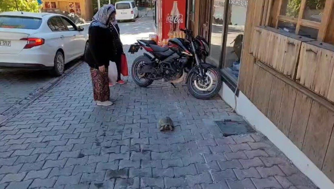 Kemaliye sokaklarında dolaşan kaplumbağa ilgi odağı oldu Sakin şehir anlamına gelen Cittaslow kentleri arasında yer alan Erzincan’ın